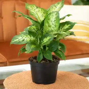 Plants